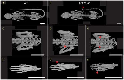 Skeletal dysmorphology and mineralization defects in Fgf20 KO mice